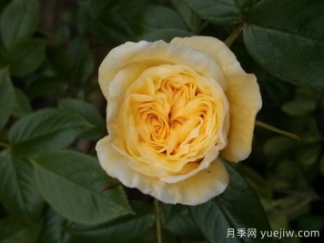 夏日時(shí)間月季