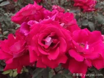 愛(ài)月季
