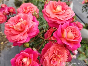 常見(jiàn)花卉的花語(yǔ)，不同節日的送花選擇