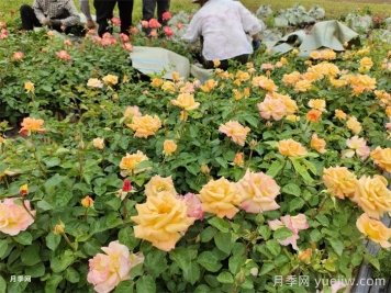 如何種植月季？