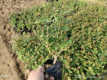 春季種植月季苗注意事項