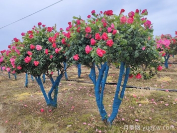 大冠幅樹(shù)樁月季移栽時(shí)為什么要先進(jìn)行修剪？