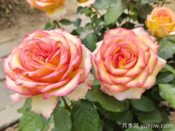 匯總558種常見(jiàn)園林植物，趕快收藏