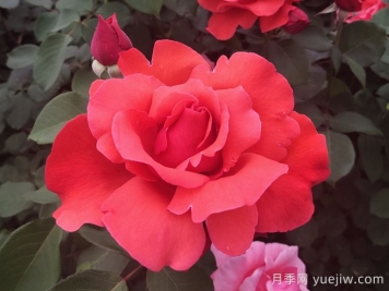 中國十大名花有哪些？