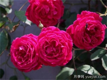 古老月季推薦，軟香紅月季