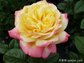 慶典月季推薦，科德斯慶典月季