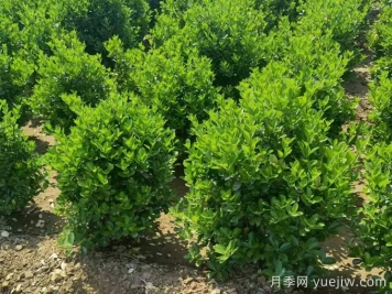 常綠灌木冬季安全過(guò)冬的養護技巧有哪些？