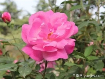 月季推薦，月月粉月季