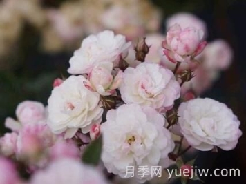 超微月季推薦，雪瑩月季
