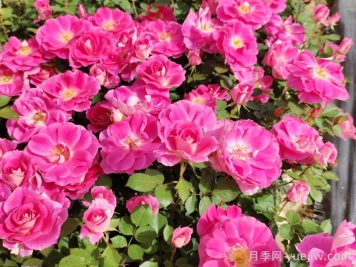 常見(jiàn)開(kāi)花植物及其月份
