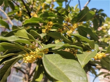 小區常見(jiàn)的三種綠化樹(shù)種