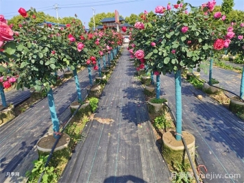 園林苗木從苗圃到工地過(guò)程，教你成為苗木養護專(zhuān)家