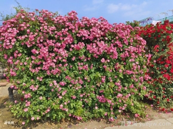 十個(gè)田園景觀(guān)設計理念，回歸美好田園庭院生活