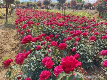 園林綠化工程為什么在春季種植月季？