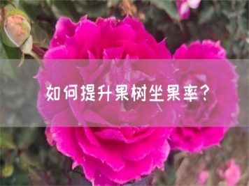 如何提升果樹(shù)坐果率？