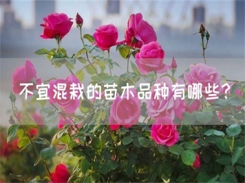 不宜混栽的苗木品種有哪些？