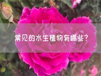 常見(jiàn)的水生植物有哪些？