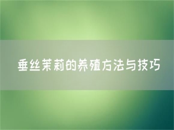 垂絲茉莉的養殖方法與技巧