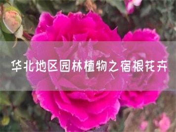 華北地區園林植物之宿根花卉