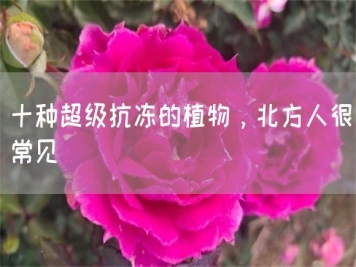 十種超級抗凍的植物，北方人很常見(jiàn)