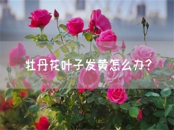 牡丹花葉子發(fā)黃怎么辦？