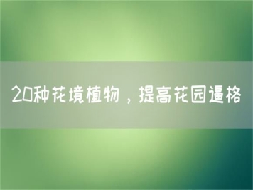 20種花境植物，提高花園逼格