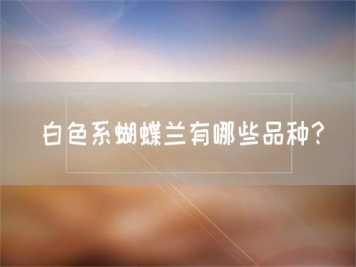 白色系蝴蝶蘭有哪些品種？
