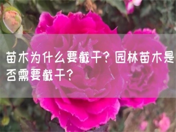 苗木為什么要截干？園林苗木是否需要截干？