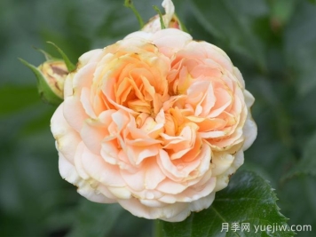 月季推薦，杏子雪崩月季