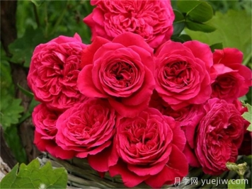 皇家胭脂月季，花朵碩大香味迷人的歐月