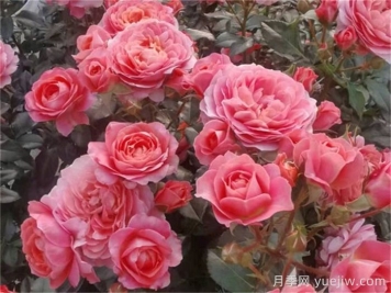 陽(yáng)臺月季推薦，芳香王陽(yáng)臺月季