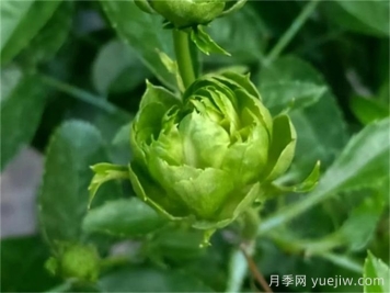 綠色月季推薦，結綠珍月季