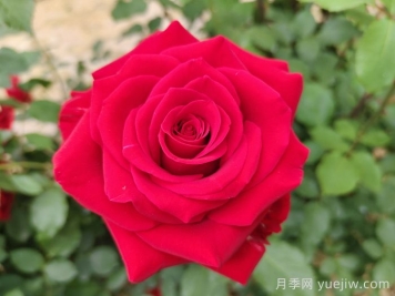 花語(yǔ)大全，100種花朵背后的隱秘語(yǔ)言