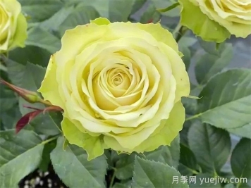 月季推薦，薄荷茶月季