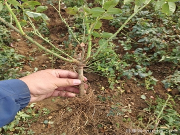 月季裸根苗到手養護，修剪種植步驟很簡(jiǎn)單