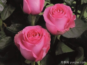 月季推薦，上海夫人月季