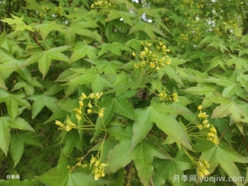 五角槭、茶條槭、梣葉槭、銀白槭、紅花槭的介紹