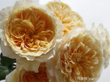 艾菲月季介紹，黃色切花，花瓣層疊