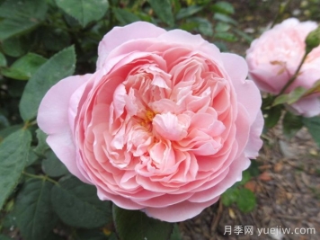 安妮克城堡月季，花姿優(yōu)雅，色彩迷人