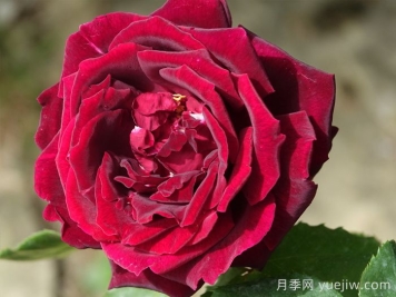 推薦21種濃香紅色月季品種，展示紅玫瑰的魅力