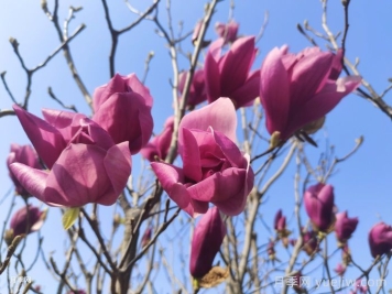 分享33種花葉不相見(jiàn)的植物，開(kāi)花時(shí)不見(jiàn)葉