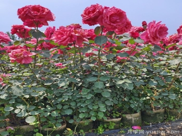 月季瘦弱徒長(cháng)沒(méi)分枝怎么辦？強壯枝條開(kāi)花多的養護辦法