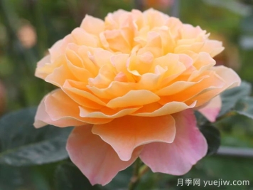 印象派月季推薦，夢(mèng)幻的黃橙色優(yōu)秀爬藤月季