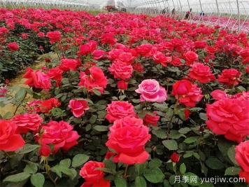 薔薇、玫瑰與月季的種植秘籍