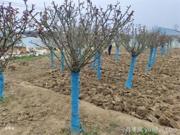 花園養花，秋冬過(guò)渡，越冬清理，春季準備