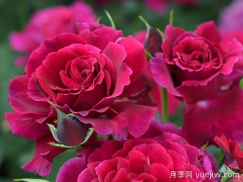 天家胭脂月季?推薦，超濃香，絨質(zhì)瓣，具備你想要的特點(diǎn)