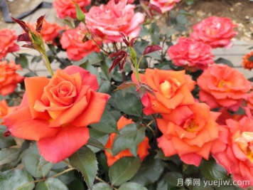 月季真的是藥罐子嗎？如何不噴藥養好月季？