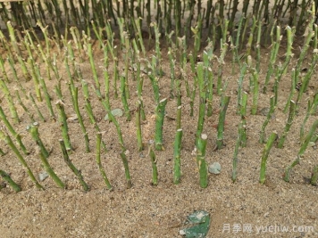 小白能學(xué)的扦插月季的全過(guò)程
