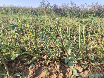 月季葉子掉個(gè)不停？光桿月季如何重新發(fā)芽？