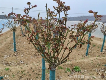 春天月季發(fā)芽期的管理辦法，注意給肥和抹芽
